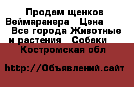 Продам щенков Веймаранера › Цена ­ 30 - Все города Животные и растения » Собаки   . Костромская обл.